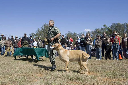 hunting dog demonstration